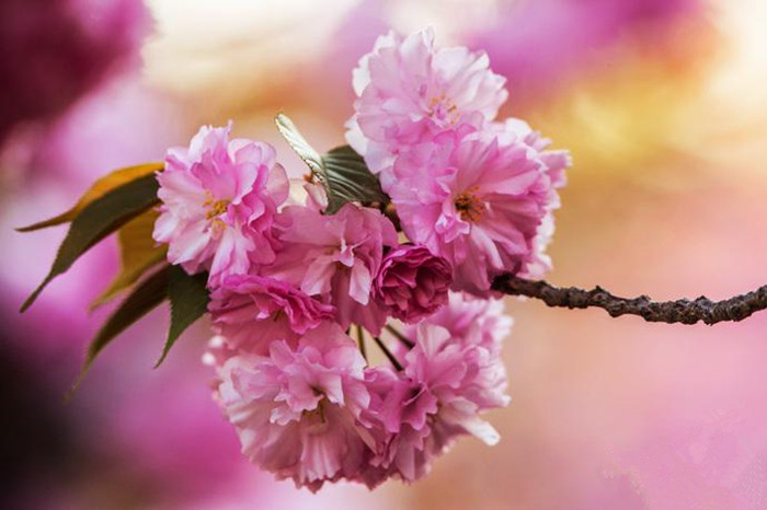 Spring turns Beijing into city of flowers