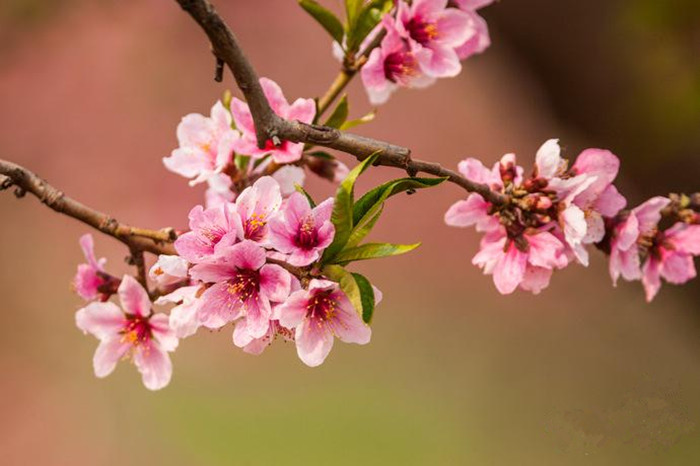 Spring turns Beijing into city of flowers