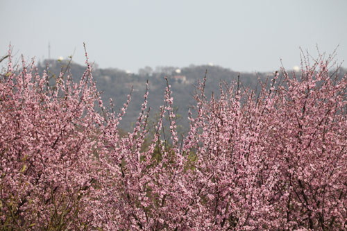 My tour of Plum Blossom Mountain in Nanjing