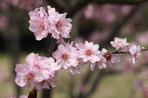 My tour of Plum Blossom Mountain in Nanjing