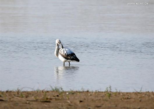 Greater efforts must be made to save fast disappearing wetlands