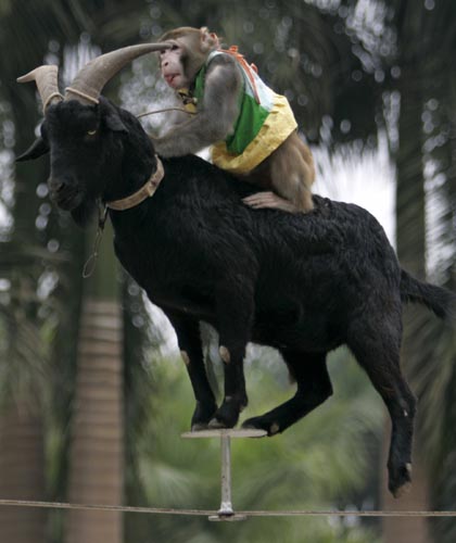 ,nanning,goat,monkey,