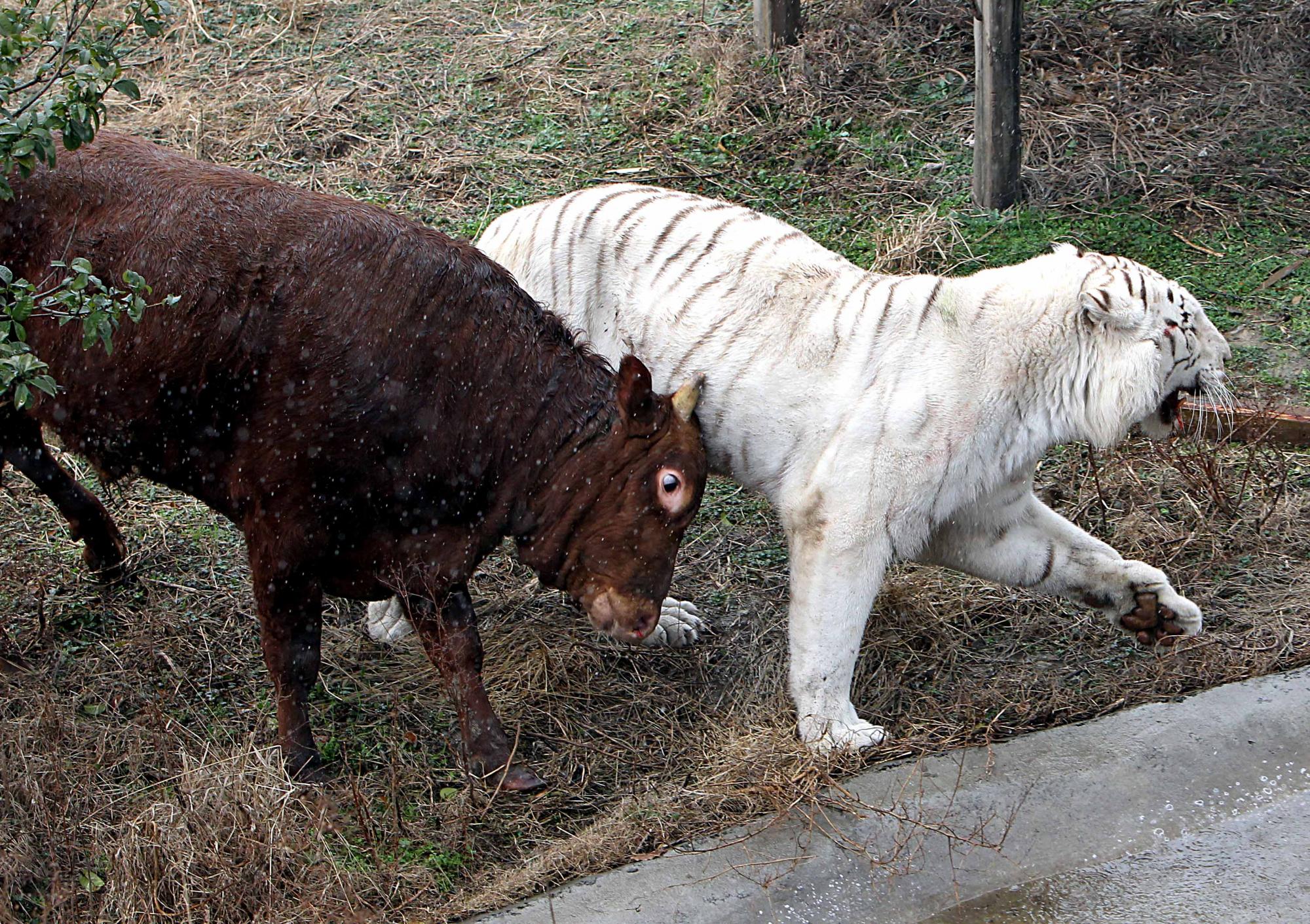 Fearless calf tames tiger