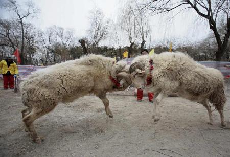 Ram, rooster fight at festival temple fair