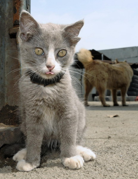 Little kitten with four ears