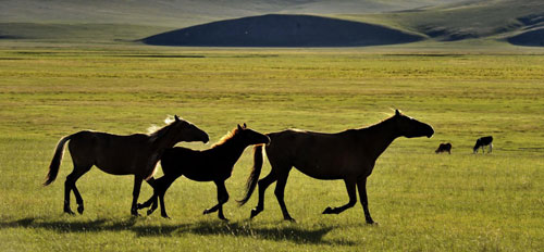 Beautiful scenes from Hulunbuir grassland