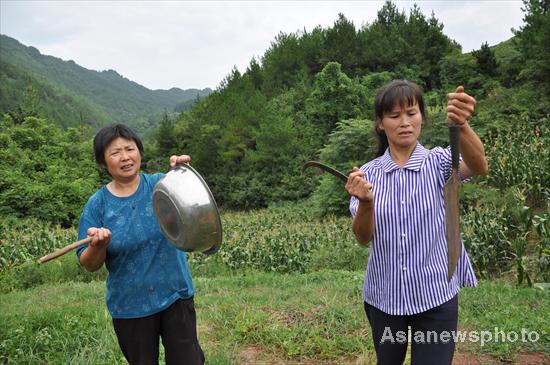 Villagers protect crops from wild boars