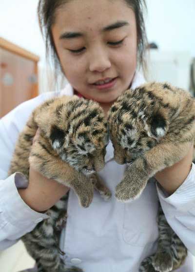 Two pairs of tiger cubs born in NE China zoo