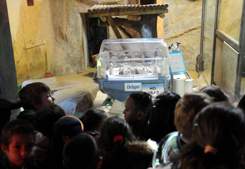 Panda twins thriving at Madrid zoo