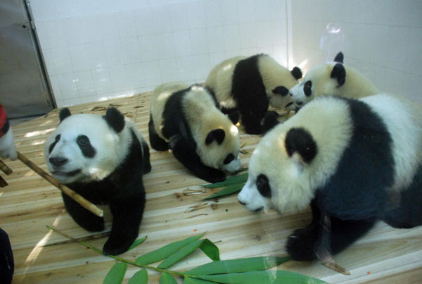 6 more pandas join their friends for Asiad