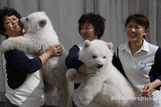 Polar bear twins meet the public