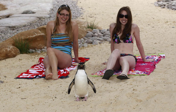 Penguin pool of London Zoo opens