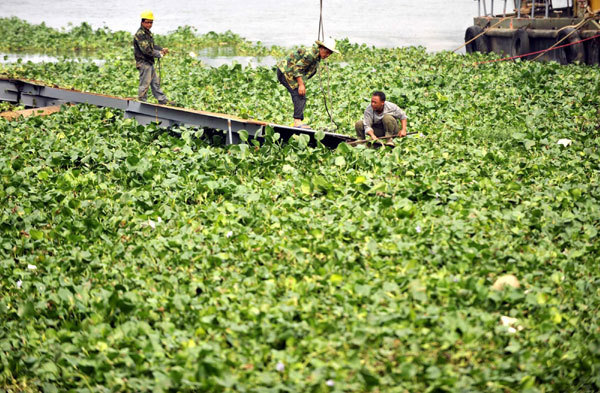 Invasive plant chokes Pearl River