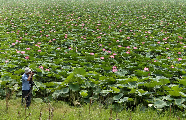 Lovely lotus blooms blanket park ponds