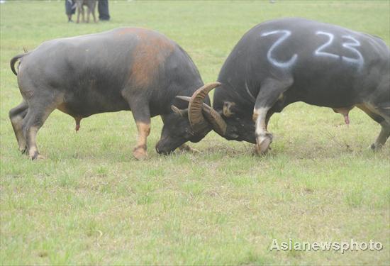 Bulls battle in SW China