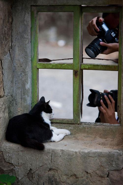 Feline paradise in Taiwan