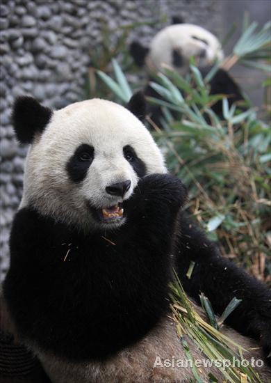 China to fly 2 pandas to France for research