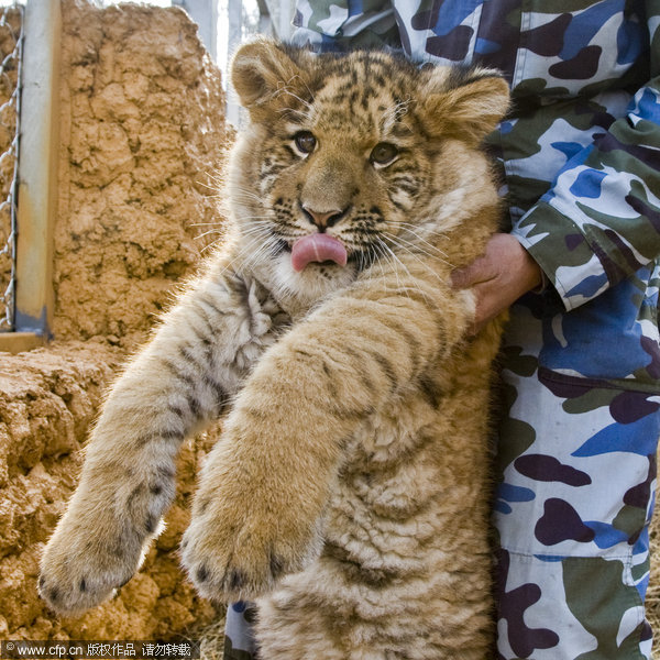 Rare baby liger in E China