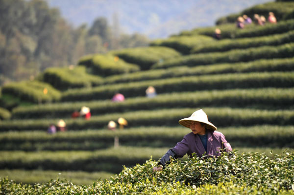 Longjing tea flourishes in harvest season