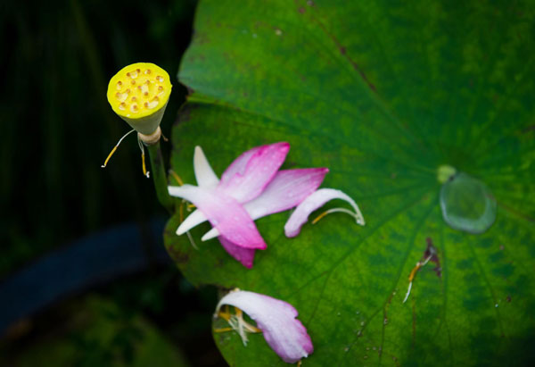 Lotus blooms the beauty of Hangzhou