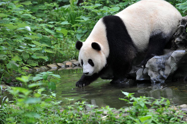 Olympic pandas to sojourn in Malaysia