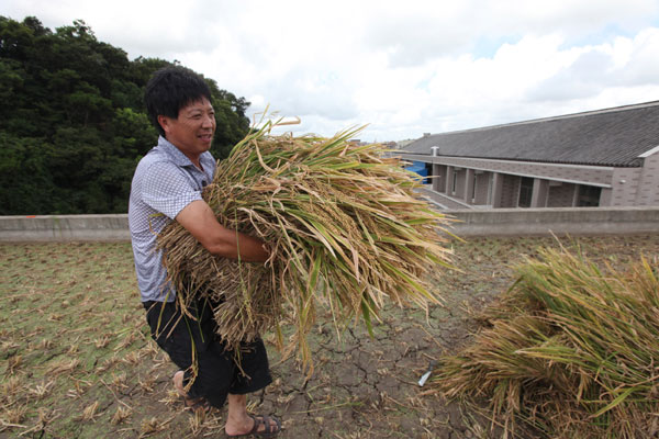 Harvest on the roof