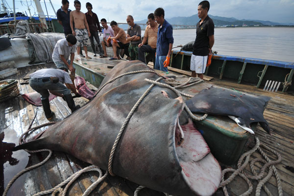 Huge manta ray caught in E China