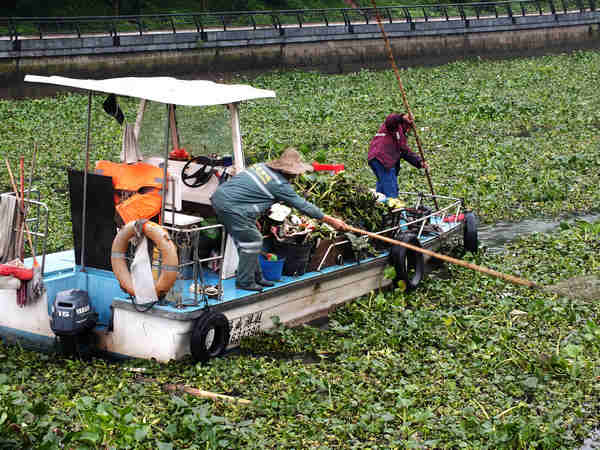 Water hyacinth clogs Zhujiang River in S China