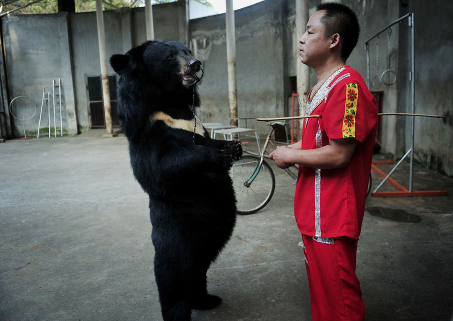 Behind the scenes at animal circus