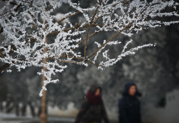 Rime scenery amazes tourists in Tianjin