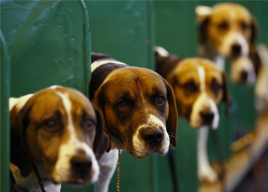 Crufts Dog Show kicks off