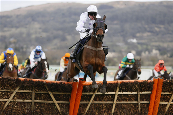 Horse races at Cheltenham Festival