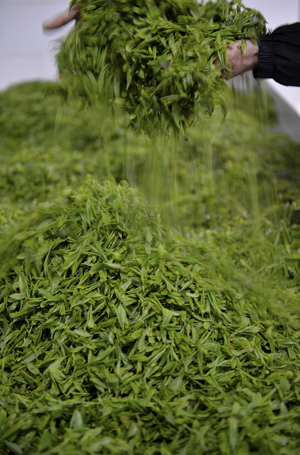 Making of Wujiatai tea from C China