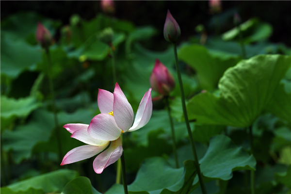 Wonder of lotus opens up during festival