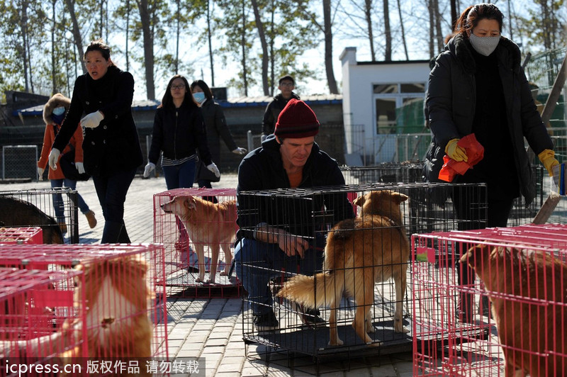 Expat rescues stray animals in Beijing