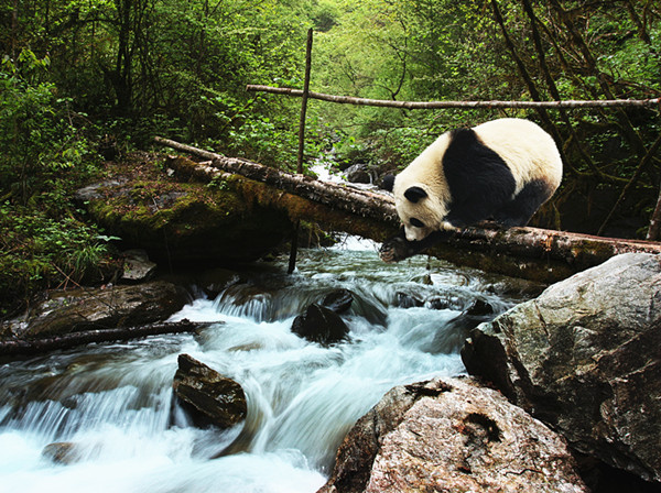 Tree-loving pandas