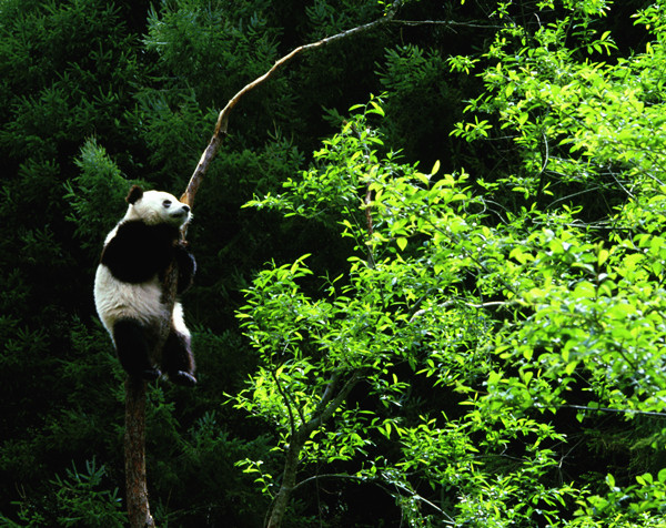 Tree-loving pandas