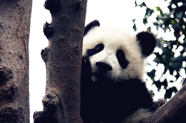 Tree-loving pandas