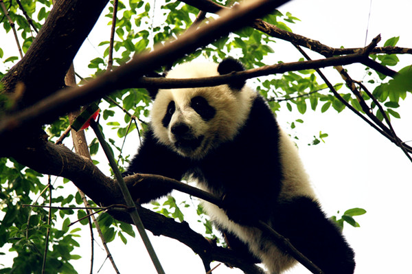 Tree-loving pandas