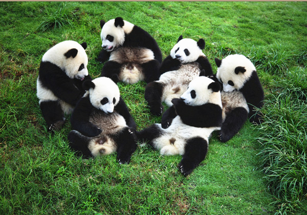 Happy panda families