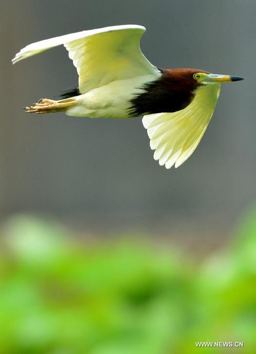 Yellow River Wetland: heaven for birds