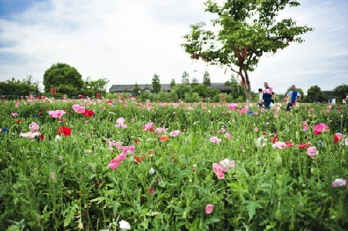 The quiet wilderness:Xixi wetland park