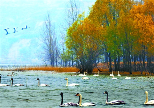 Wangguan Reserve of the Yellow River Wetland