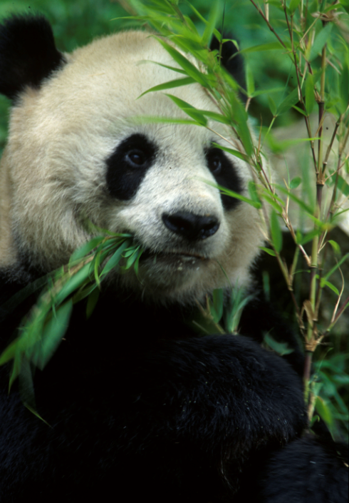 Giant pandas