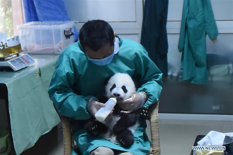 100-day celebration held for twin panda cubs in SW China