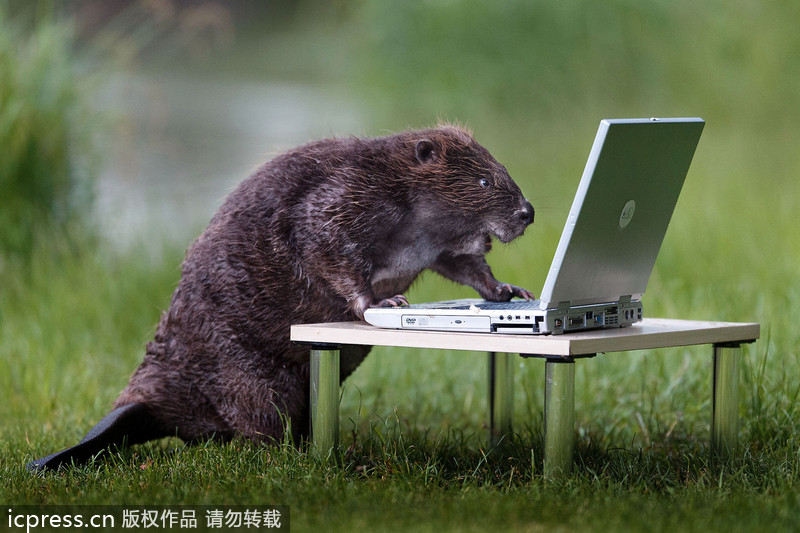 A beaver's hilarious moment