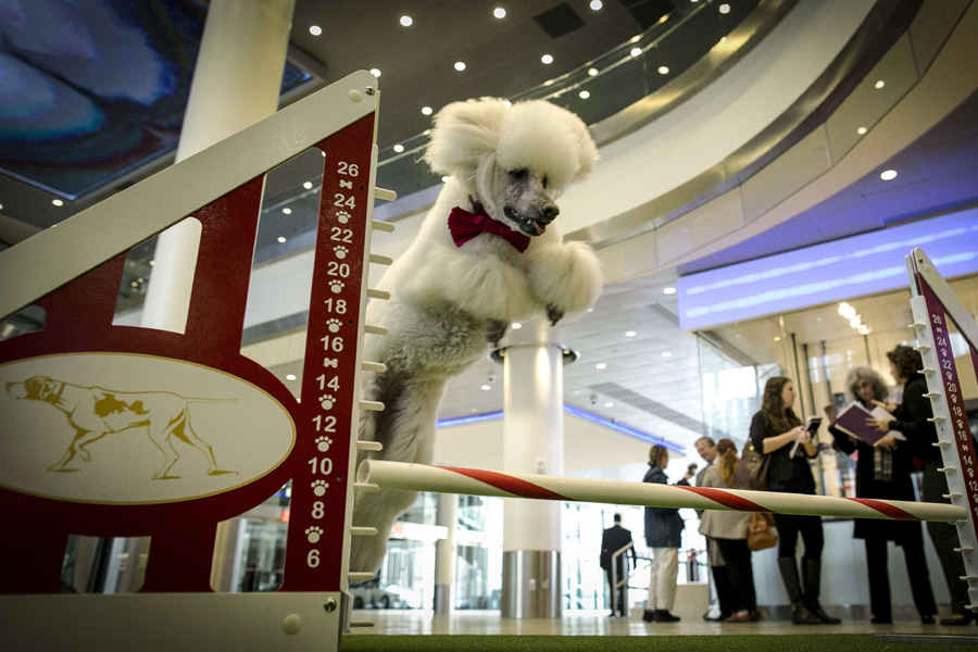 138th Westminster Kennel Club Dog Show to open