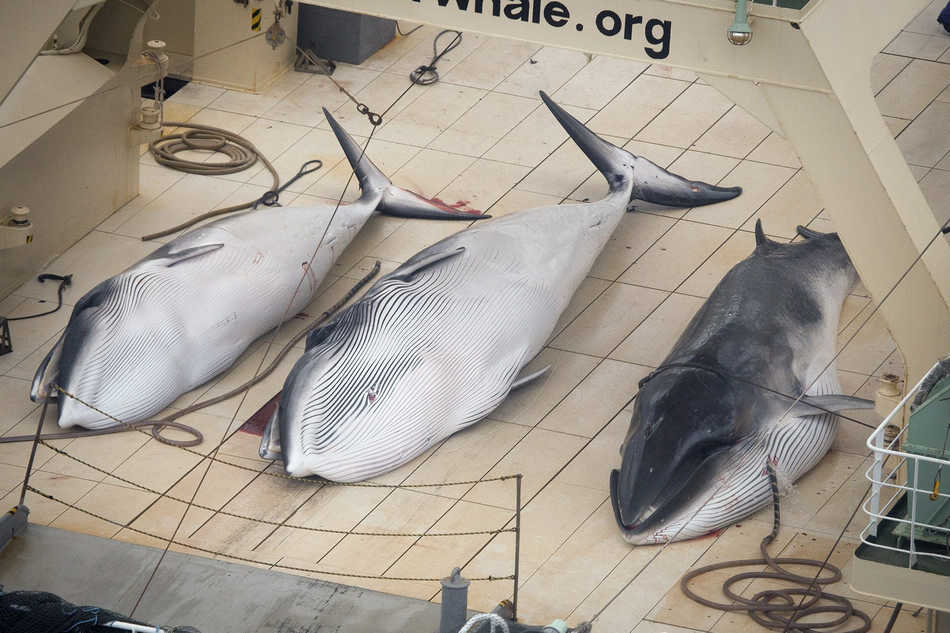 Japan keeps hunting whales