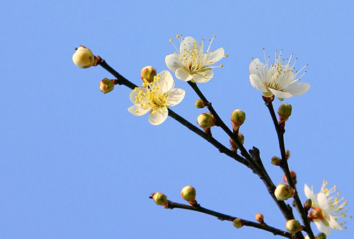 Plum blossoms open to spring