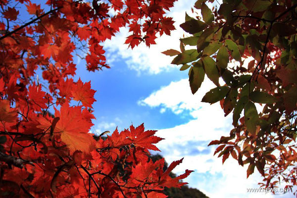 Red Maple in Fall